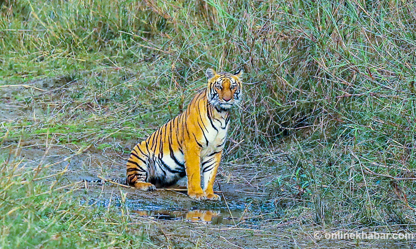 File: A royal Bengal tiger in Bardiya National Park
