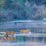 Nepal to hold new tiger census in Dec-Jan