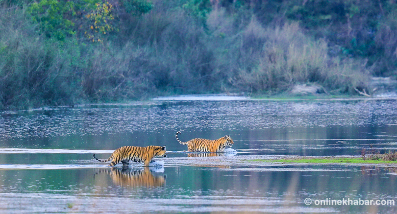 File: Tigers in Bardiya National Park, Nepal