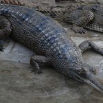 137 crocodiles released in Rapti river