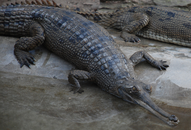 Gharials and mugger crocodiles coexist by separating resources