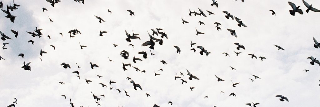 birds flying
bird biodiversity