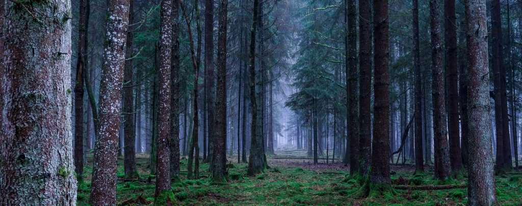 Representational image: A forest