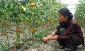 Back to the field: Ex-minister Radhika Tamang resumes farming