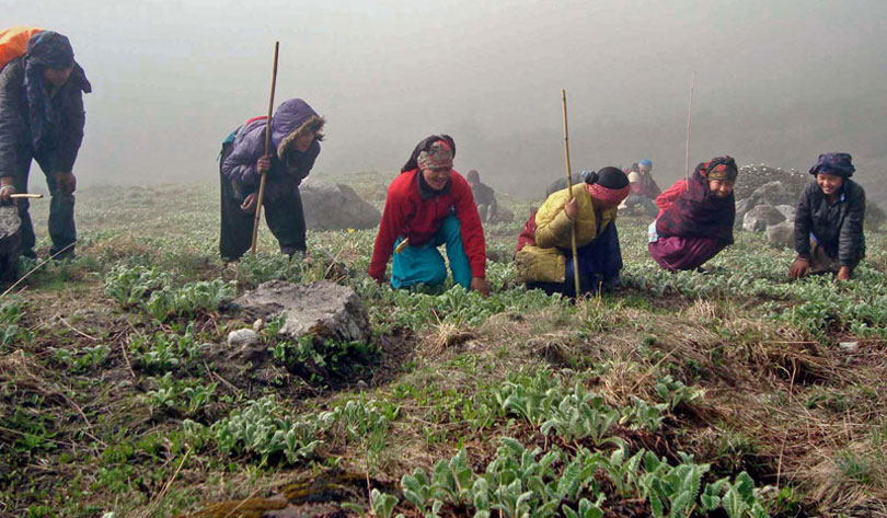 File: Locals searching for yarsagumba in western Nepal.