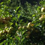Mustang produces apples worth over Rs 1.14 billion