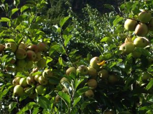 Mustang produces apples worth over Rs 1.14 billion