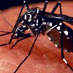 Dengue infection spreads over 71 districts