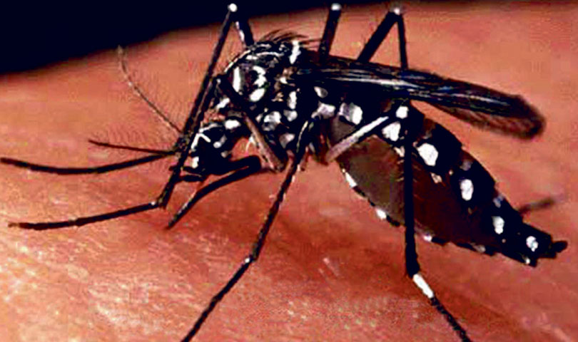 File: Dengue is a disease transmitted by mosquitoes.