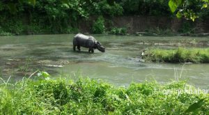 Chitwan rhino injures tourist and guide