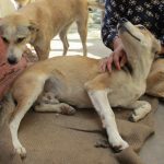 Rabies infection challenge increasing in Sudurpaschim