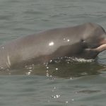 Dolphins in Nepal are making a comeback. It’s time to accelerate their conservation
