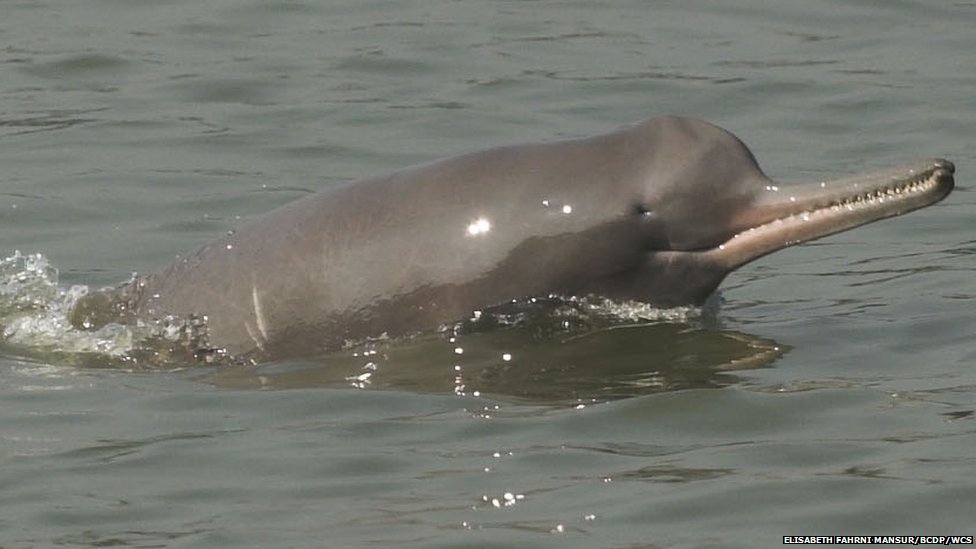 Asian dolphins in nepal