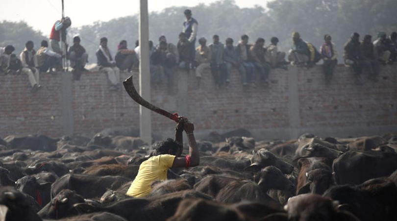gadhimai animal sacrifice - public slaughter of animals