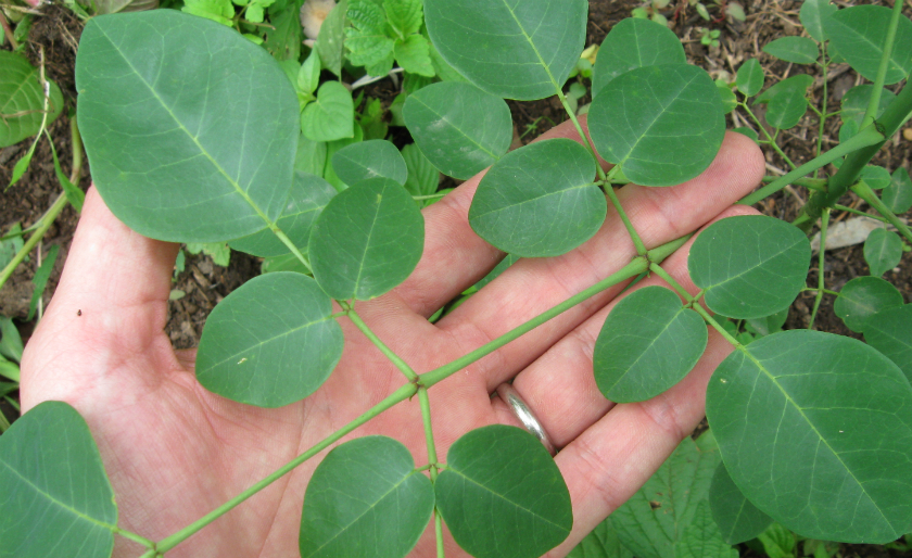 Herbs Plant Name In Nepali