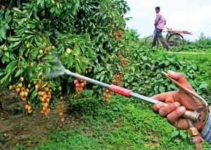 11 border points, TIA to boast pesticide residue testing technology