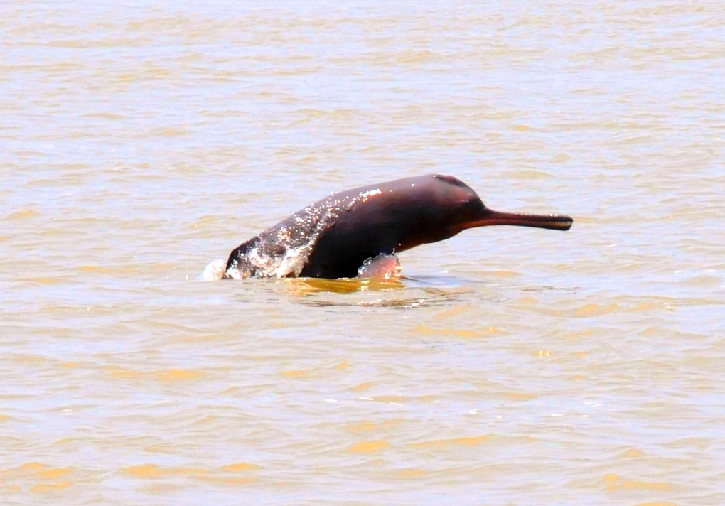 dolphins in nepal are being seen quite often now