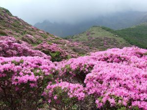 Rhododendron bloom early in the Himalayas