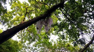 Visitors throng Salahesh Garden on Nepali New Year