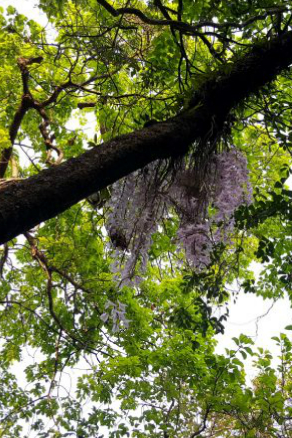 Why pilgrims from India and Nepal throng to see an orchid that blooms