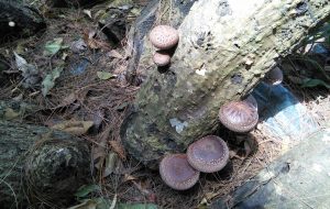 Shiitake: The crème de la crème among mushrooms