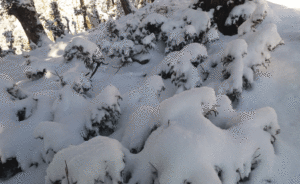 Unseasonal snowfall blankets Upper Mustang