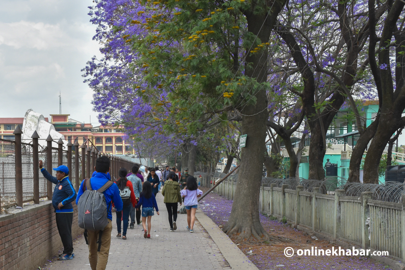 File: Jacaranda in Kathmandu