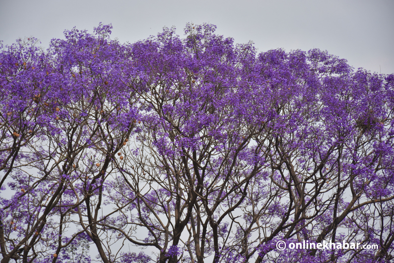 Jacaranda Mimosifolia This Beautiful Yet Invasive Plant Is In Love With Kathmandu For 150 Years Onlinekhabar English News