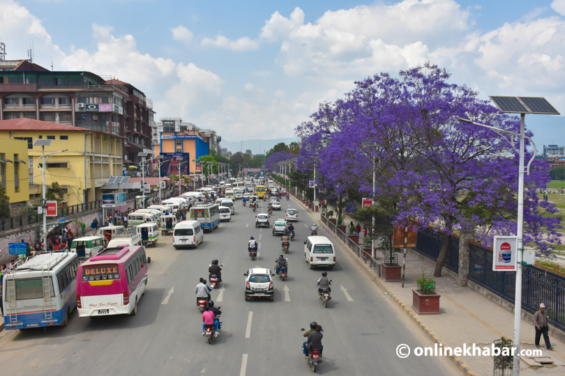 File: Jacaranda blooms in Kathmandu