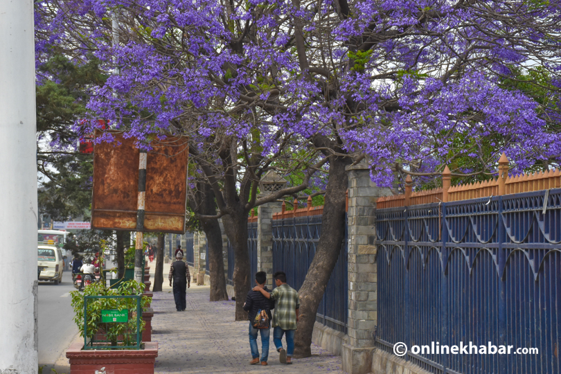 File: Every spring, Kathmandu streets look beautiful with jacaranda flowers along them.