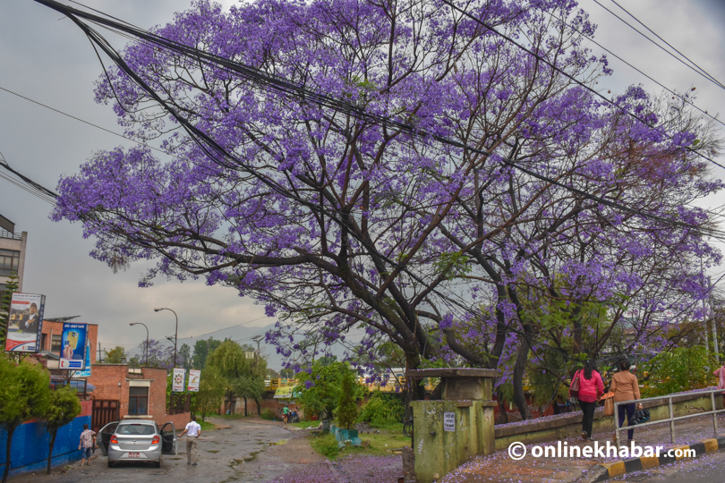 File: Jacaranda in Kathmandu