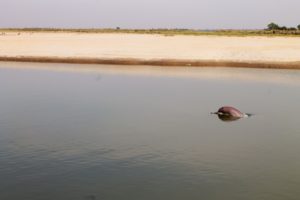 Spotting the elusive Indus river dolphin