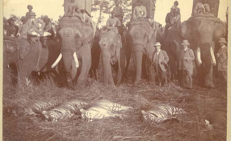 Hunters inspect four dead tigers and a deer. Image courtesy of The Australian National University Digital Collections Library. From Public domain.