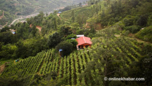 Pataleban vineyard resort: The story of Nepal’s pioneering vineyard