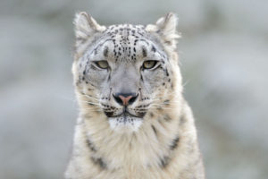 How an increase in snow leopard trafficking is pushing this wildcat to the brink
