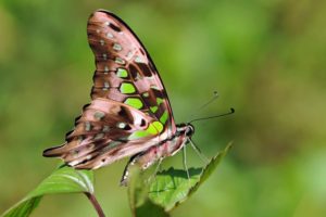 The delicate beauty of Nepal’s butterflies