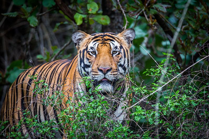 Royal Bengal Tiger - Facts, Habitat and Information in Nepal