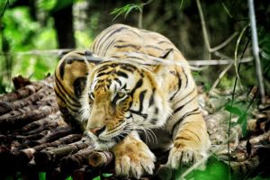 Genome sequencing offers hope for the Royal Bengal tiger