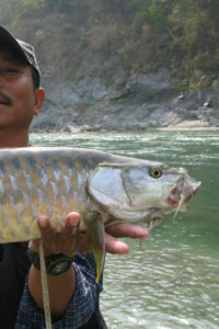 In eastern Nepal, a quest for the ‘water tiger’