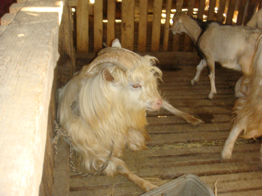 goat chitlang agro-entrepreneurship