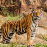 Tiger attack kills 16 in Chitwan National Park