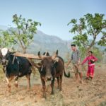 Nepal’s farming crisis: When plans stay on paper and fields suffer