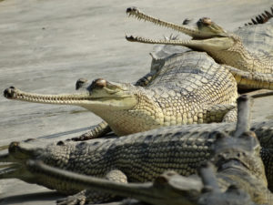 Gharial conservation: Sand extraction adding challenges to woes of CNP officials