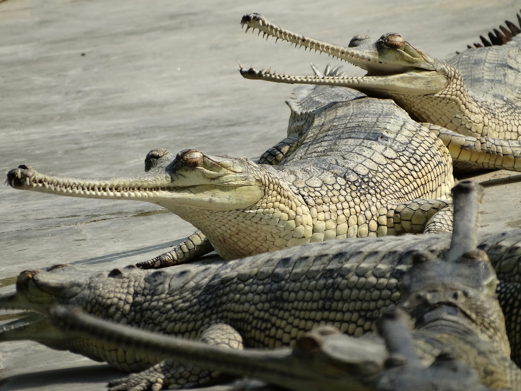 gharial attacks on humans