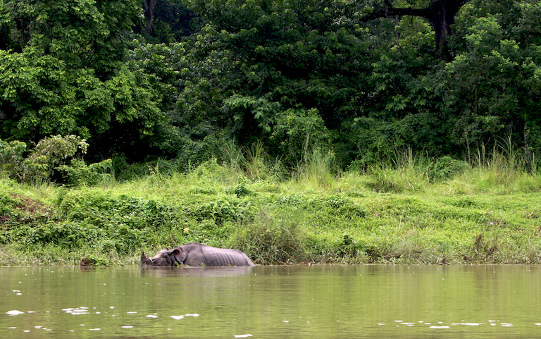 Flood swept rhino brought back to Nepal