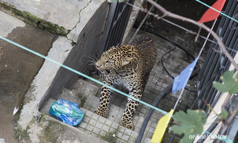 Do we need flexible spaces for humans and animals?