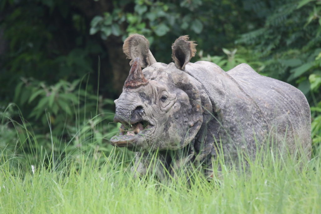 What’s killing Nepal’s rhinos? - OnlineKhabar English News