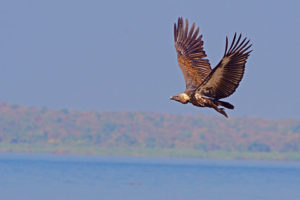 Three rare birds spotted in Gorkha