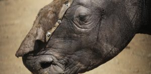 China’s legalisation of rhino horn trade: Disaster or opportunity?