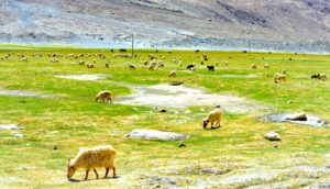 Pashmina nomads are succumbing to climate change